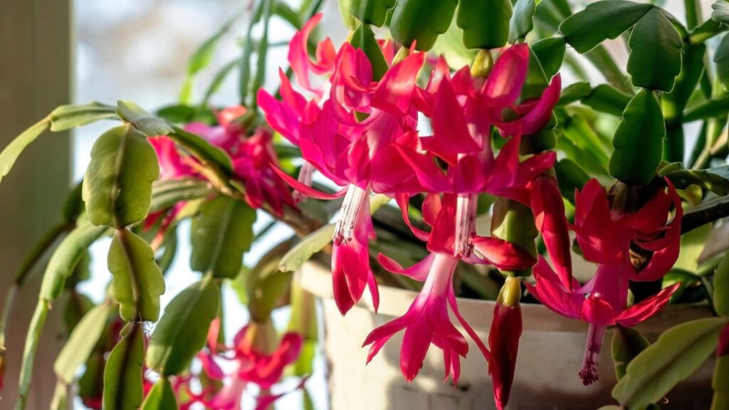 How to Collect Christmas Cactus Varieties